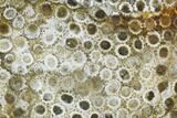 Polished, Fossil Coral Slab - Indonesia #109148-1